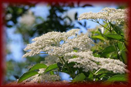 Dziki Bez Czarny (Sambucus Nigra L.)
